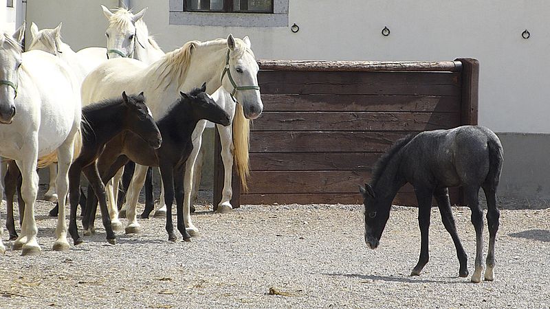 File:Lipizzaner 2013.jpg