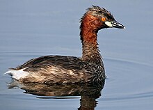 Een donker bruingrijze watervogel, met een bijna roodachtige bovenhals, helder oranje oog en een ietwat gelige witachtige vlek aan de basis van zijn spitse snavel.