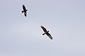 Little Raven and Swamp Harrier.jpg