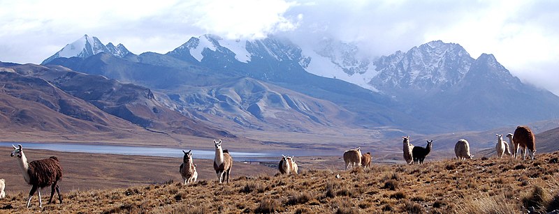 File:Llamas, Laguna Milluni y Nevado Huayna Potosí (La Paz - Bolivia).jpg