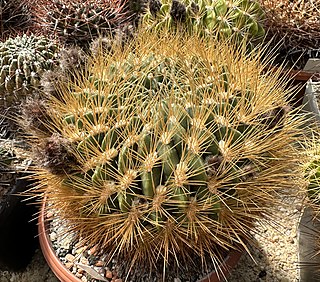 <i>Lobivia chrysochete</i> Species of cactus