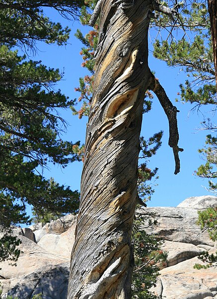 File:Lodgepole pine spiral grain.jpg