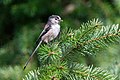 * Nomination Long-tailed tit (Aegithalos caudatus) carrying food --Alexis Lours 16:54, 13 April 2022 (UTC) * Promotion Good quality. --Argenberg 18:12, 13 April 2022 (UTC)