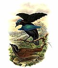 Thumbnail for Superb bird-of-paradise