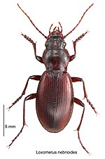 Loxomerus nebrioides.jpg