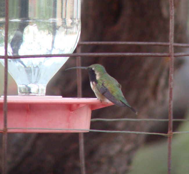 File:Lucifer Hummingbird (male).jpg