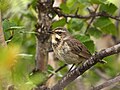 Bluethroat (Luscinia svecica)