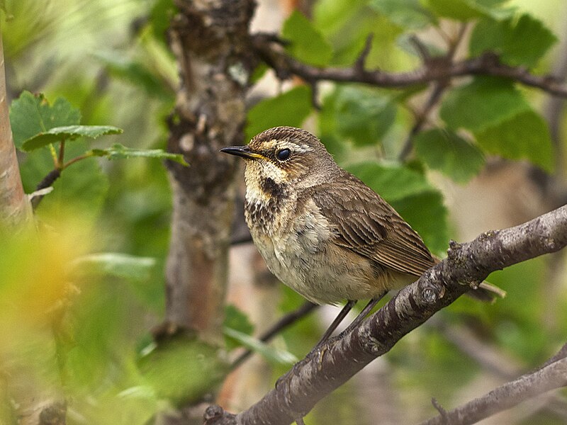 File:Luscinia svecica LC0300.jpg