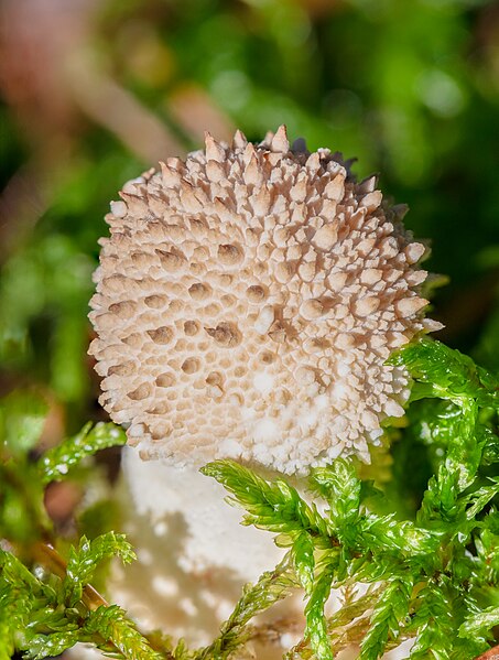 File:Lycoperdon perlatum, Hartelholz, Múnich, Alemania, 2020-11-14, DD 334-396 FS.jpg