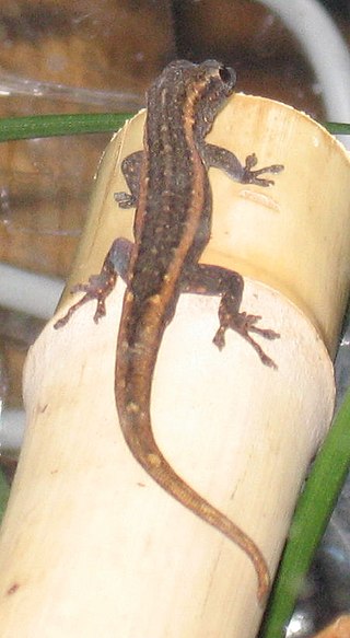 <span class="mw-page-title-main">Matschie's dwarf gecko</span> Species of lizard
