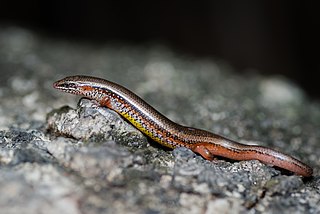 <i>Subdoluseps bowringii</i> Species of lizard