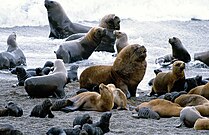 Lobos marinos, machos, hembras, y crías, en la Península de Valdés.