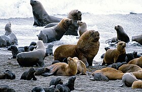 Leões-marinhos-do-sul na costa do Chile.