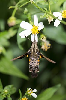 Macroglossum heliophila heliophila (26170943669).jpg