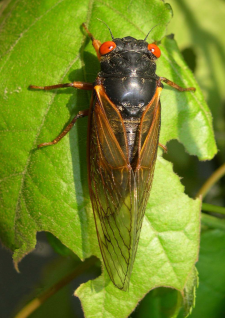 Magicicada septendecula