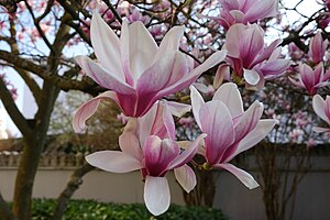 Magnolia (Magnolia) (11).jpg