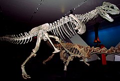 Majungasaurus crenatissimus, ROM.jpg