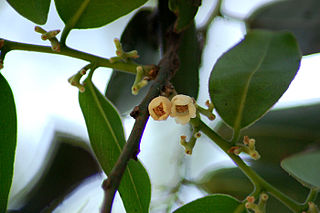 <i>Diospyros malabarica</i> Species of flowering plant