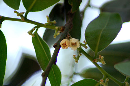 Diospyros_malabarica