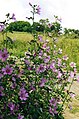 Malva sylvestris