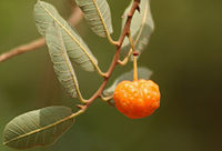 马马卡迭拉（葡萄牙语：Brosimum gaudichaudii） Mama-cadela