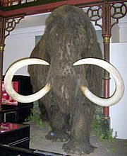 A mammoth; this example is from an Ipswich museum.