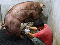 Man Is Collecting Semen From A Boar.JPG