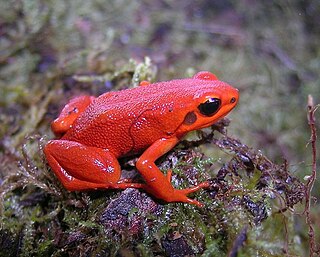 <span class="mw-page-title-main">Black-eared mantella</span> Species of frog