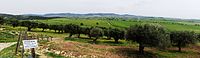 Région asséchée des Maremmes en Toscane. Au premier plan des oliviers. Photographie prise en avril.
