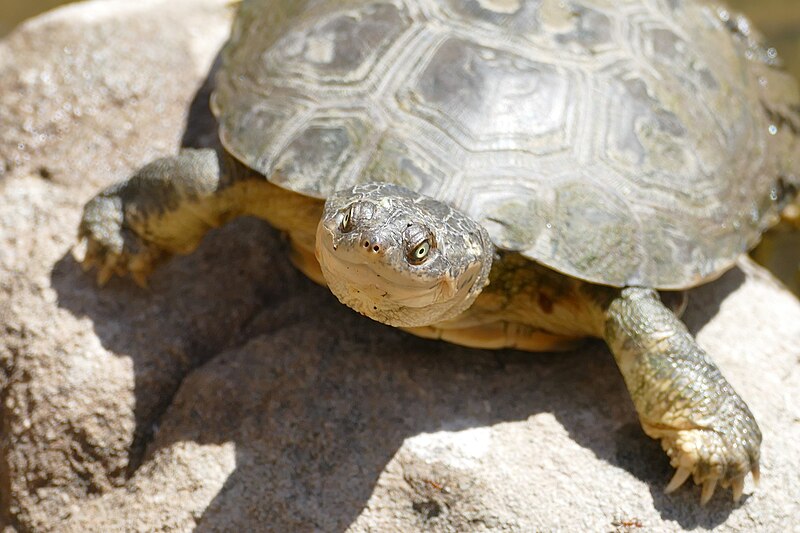 File:Marsh Terrapin (Pelomedusa subrufa) (45316051955).jpg