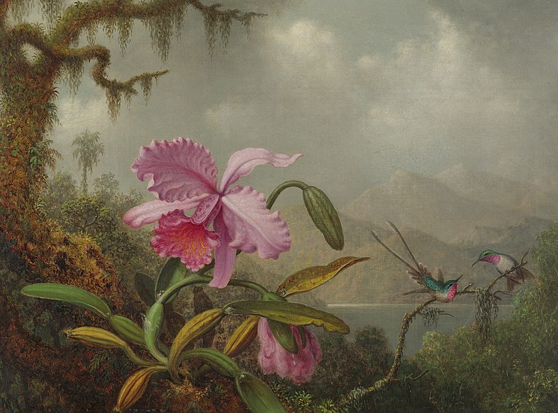 File:Martin Johnson Heade, Orchids and Hummingbirds, signed M.J. Heade, l.l. Oil on canvas, 1875-90.jpg