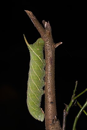 Lagarta de uma espécie de mariposa do gênero Marumba pertencente à família Sphingidae, em Querala, Índia. (definição 3 973 × 5 959)