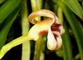 Masdevallia livingstoneana