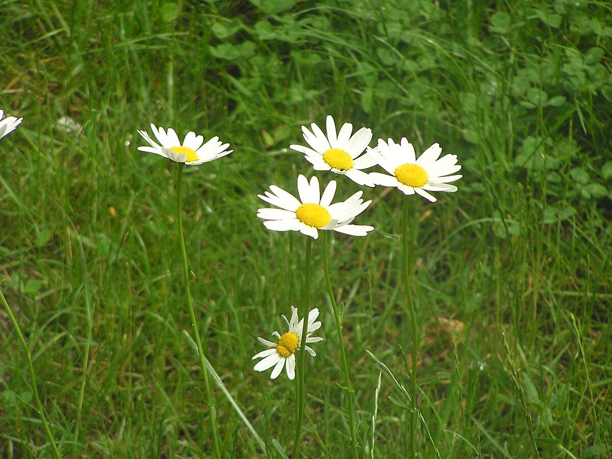 Leucanthemum vulgare - Wikipedia