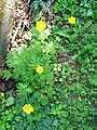 Meconopsis cambrica (Pyrenees)