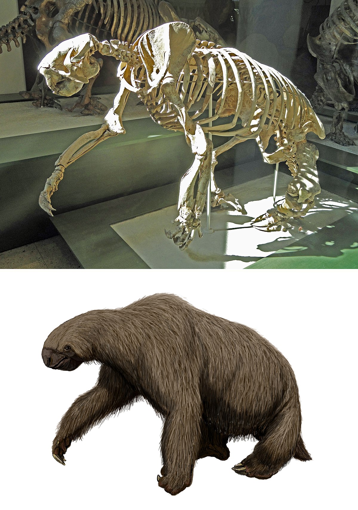 giant sloth skeleton