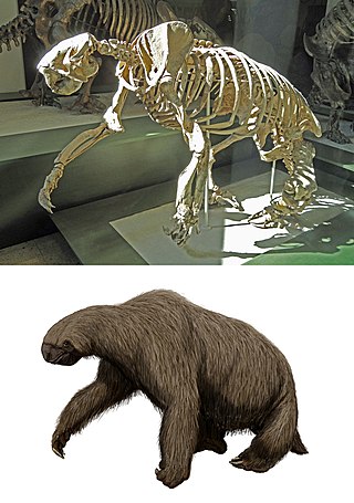 <i>Megalonyx</i> Extinct genus of ground sloths