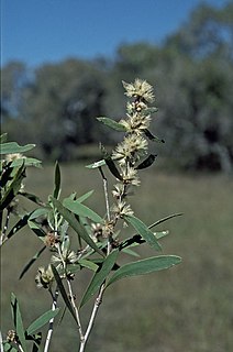 <i>Melaleuca alsophila</i> Species of flowering plant