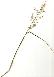 <i>Melica violacea</i> Species of grass