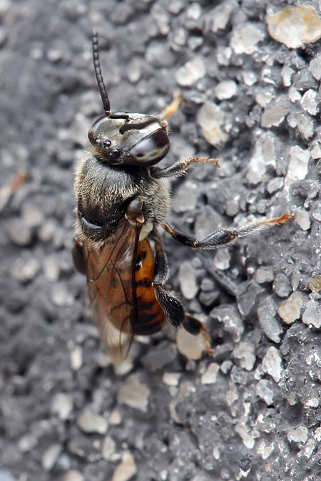 Meliponula ferruginea.jpg