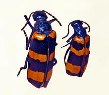 Meloidae - Mylabris oleae.JPG