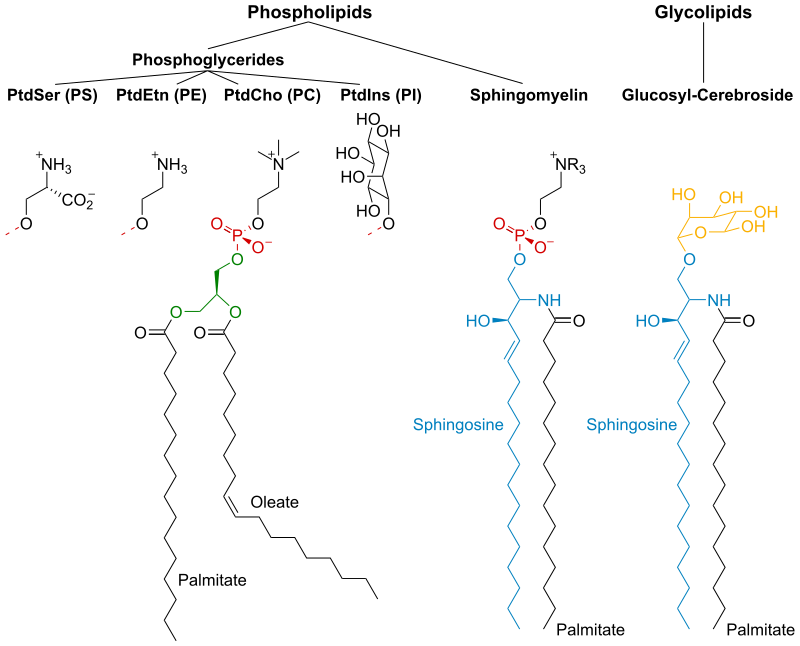 phosphatidylcholine membrane