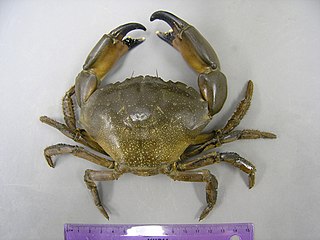 <i>Menippe adina</i> Species of crustacean (crab)