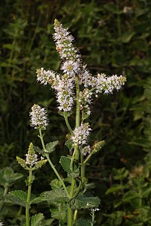 Mentha rotundifolia.