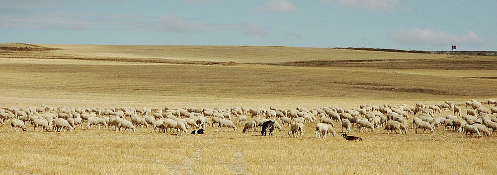 schapen op de meseta