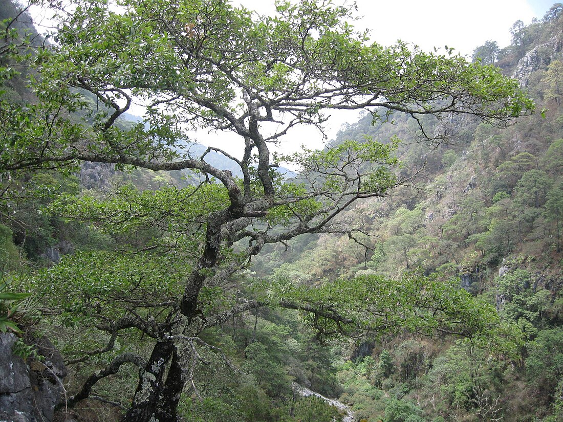 File:Mexico Hidalgo Los Marmoles Flora-001.JPG