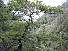 Meşe (Quercus), Zimapan'da.