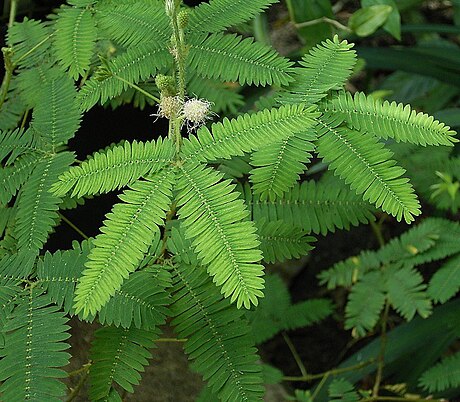 含羞草