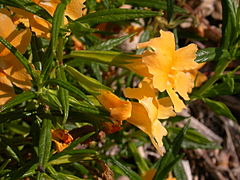 Mimulus aurantiacus