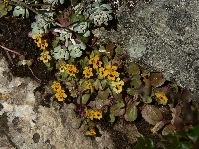 File:Mimulus primuloides 37892.JPG